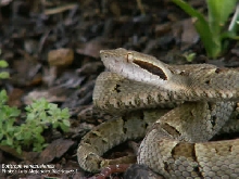 Bothrops venezuelensis