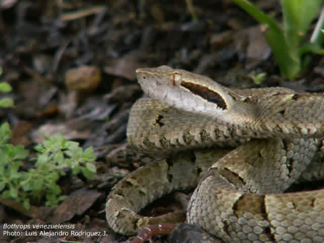 Bothrops venezuelensis