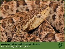 Bothrops asper