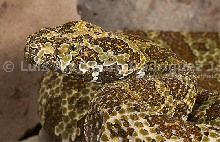 Mangshan viper
