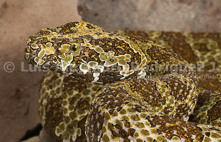 Mangshan viper