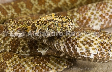 Mangshan viper