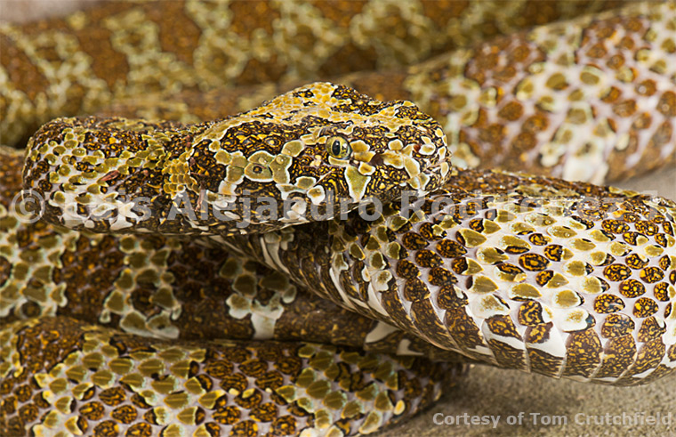 Mangshan viper