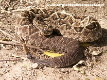 Crotalus durissus cumanensis