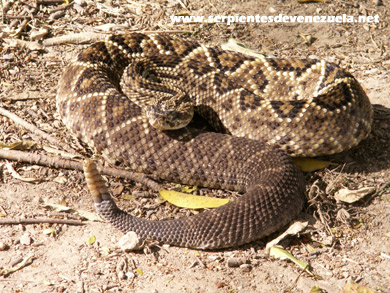 Crotalus durissus cumanensis