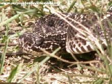 Crotalus pifanorum