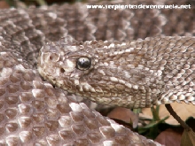 Crotalus vegrandis