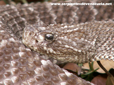 Crotalus vegrandis