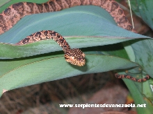 Venezuelan hortulanus
