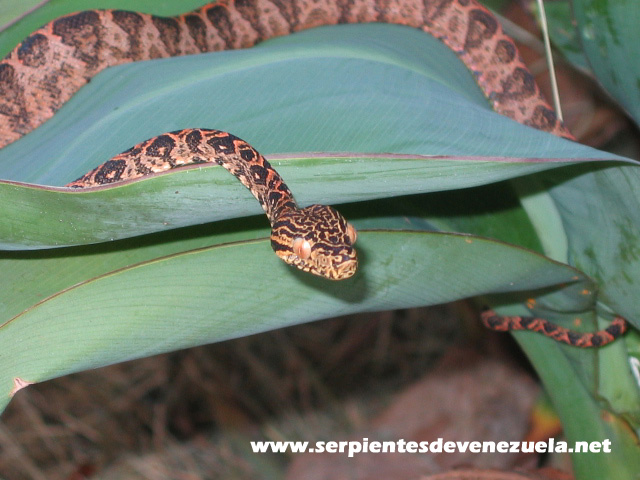 Venezuelan hortulanus