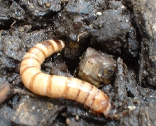 Baby Three-toed