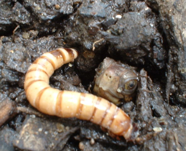 Baby Three-toed