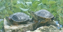 Red eared slider and river cooter