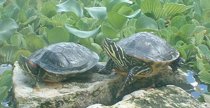 Red eared slider and river cooter