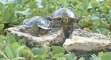 Slider and Cooter