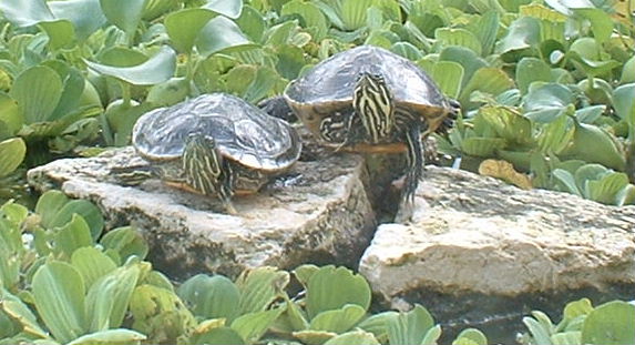 Slider and Cooter