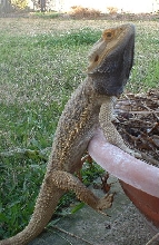 Bobbing Beardie