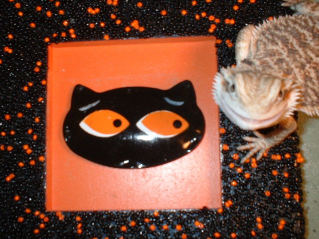 Halloween Bearded