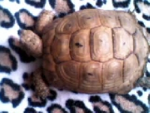 Greek Tortoise