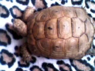 Greek Tortoise