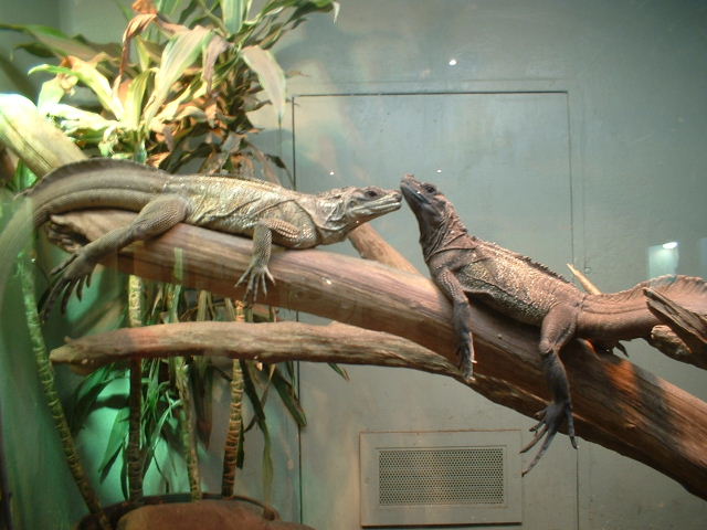 Sailfins