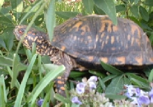 Eastern Box Turtle