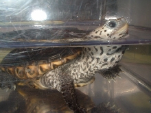 Diamondback Terrapin