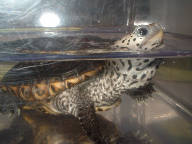 Diamondback Terrapin