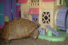 Greek Tortoise