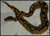 Female Ball Python