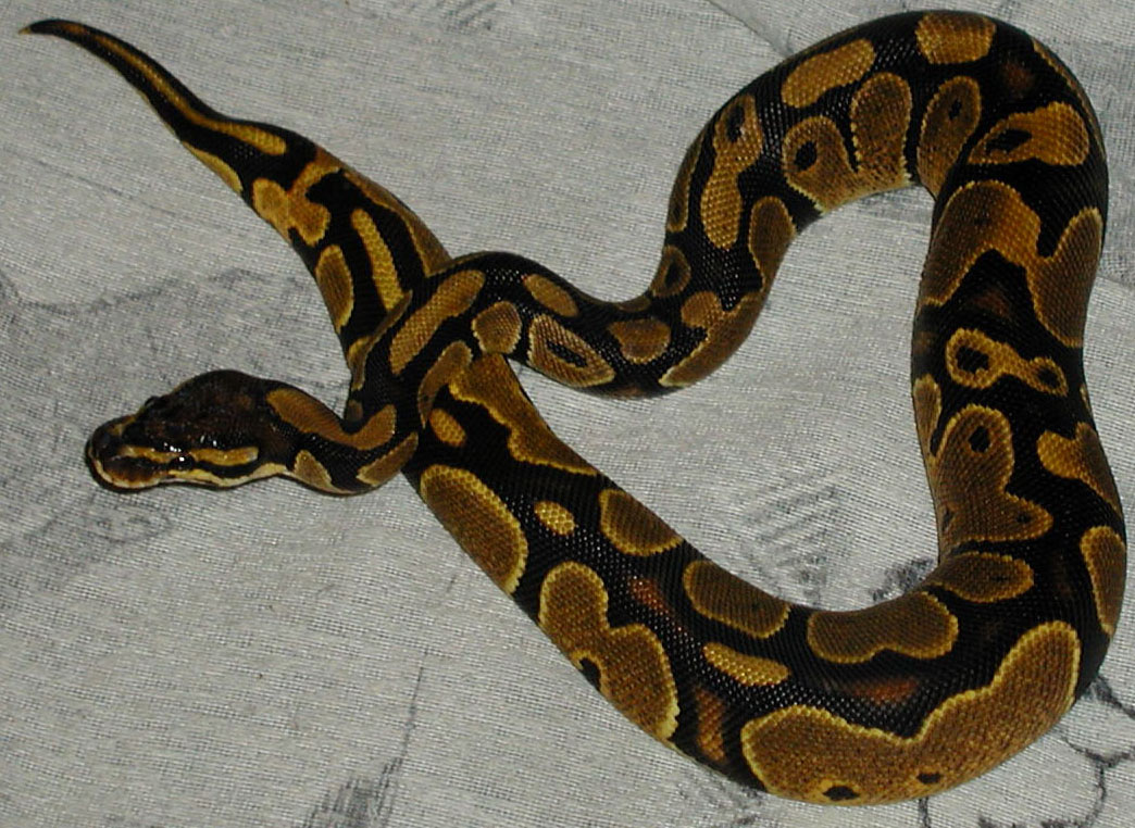 Female Ball Python