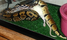 This is my male snake eating a med rat