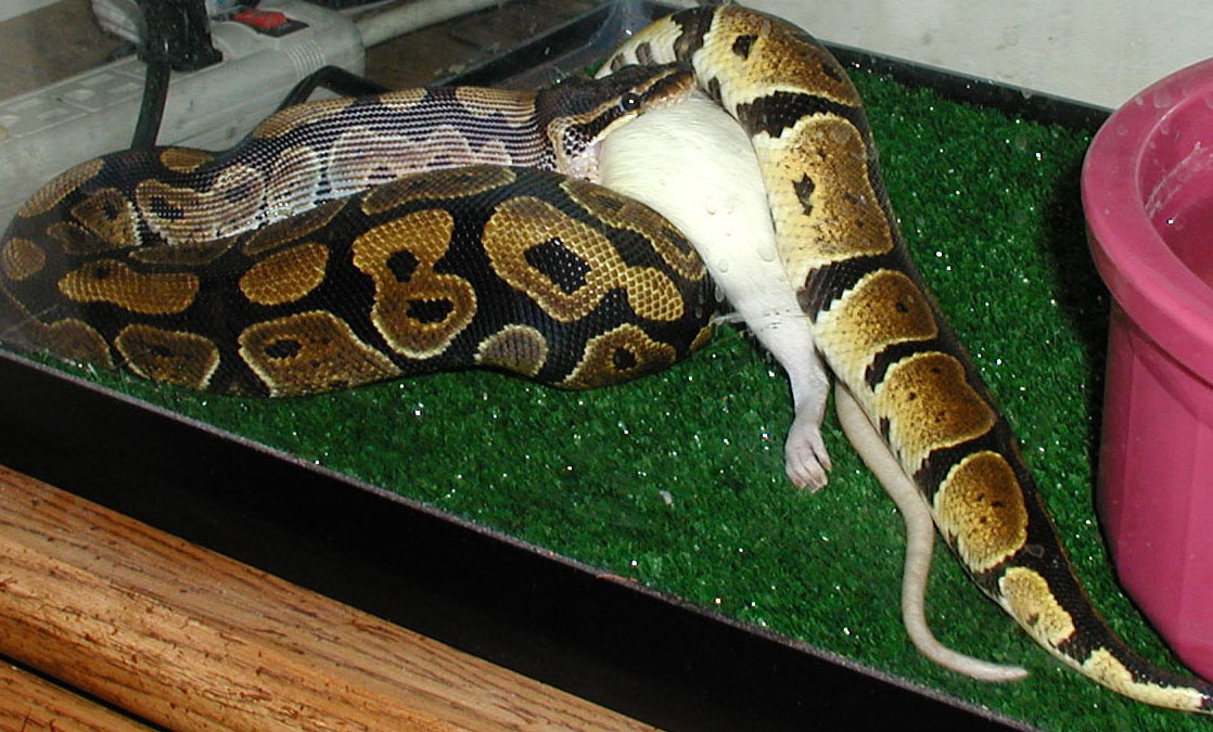 This is my male snake eating a med rat