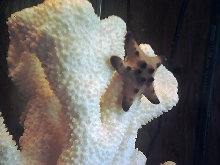 Chocolatechip Star