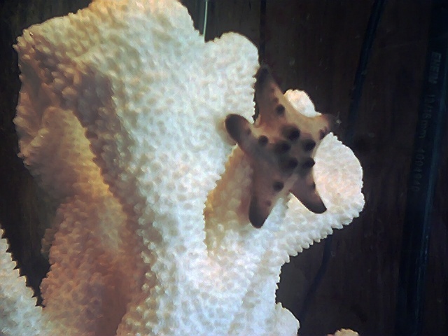 Chocolatechip Star