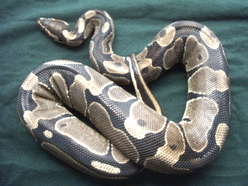 F9