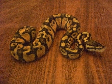 06 Male Pastel