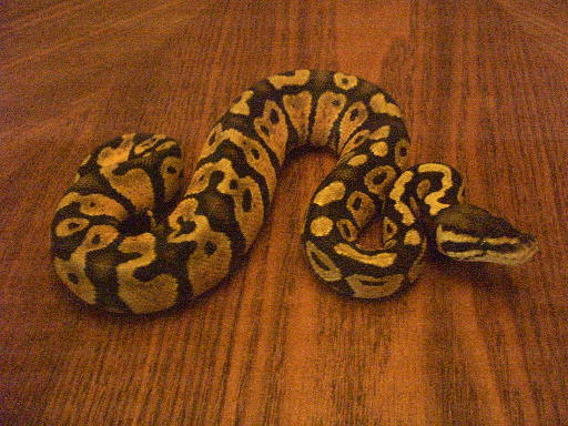 06 Male Pastel