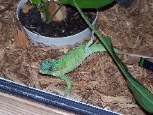 Stretching Knight Anole