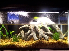 Front Tank View