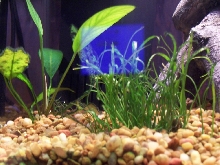FBN Tank Plants