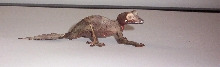 w.c. satanic leaf tail gecko