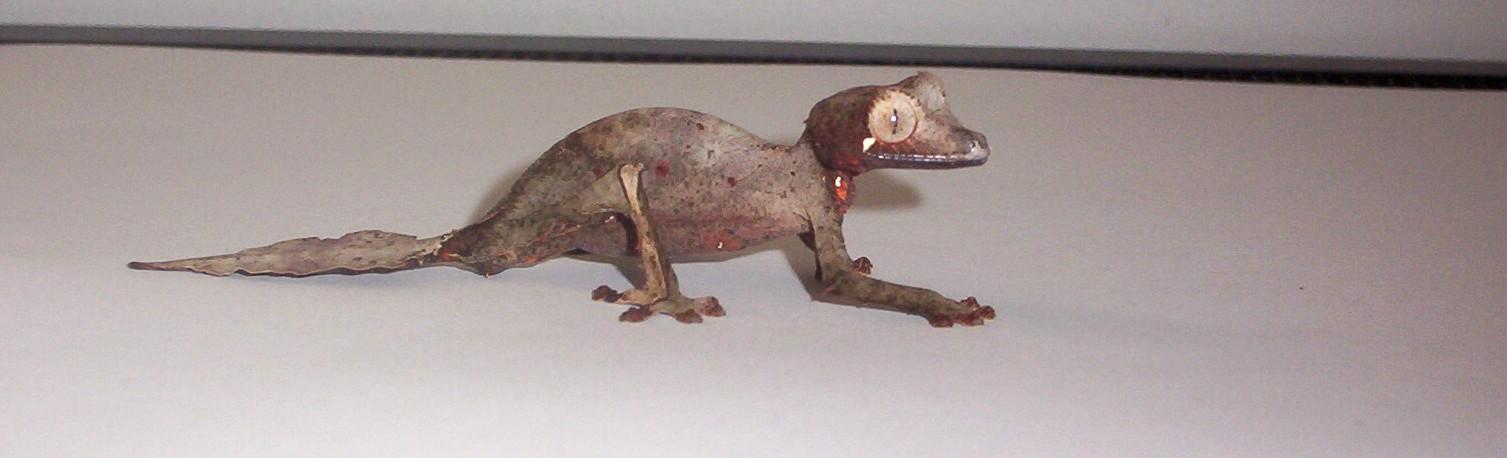 w.c. satanic leaf tail gecko