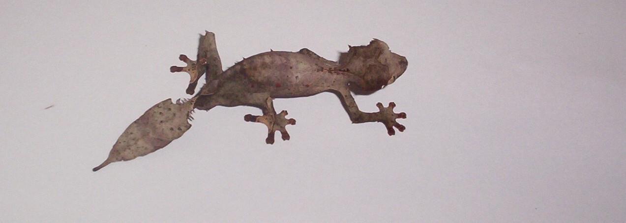 w.c. satanic leaf tail gecko