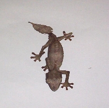 w.c. satanic leaf tail gecko