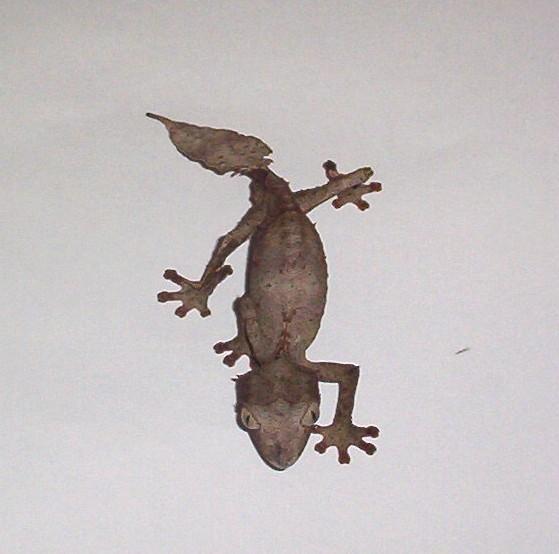 w.c. satanic leaf tail gecko