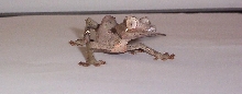 w.c. satanic leaf tail gecko