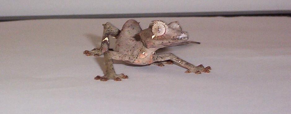 w.c. satanic leaf tail gecko