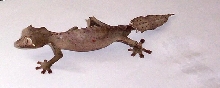 w.c. satanic leaf tail gecko