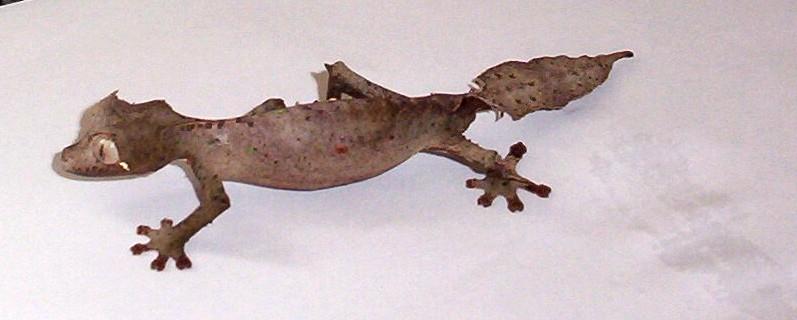 w.c. satanic leaf tail gecko